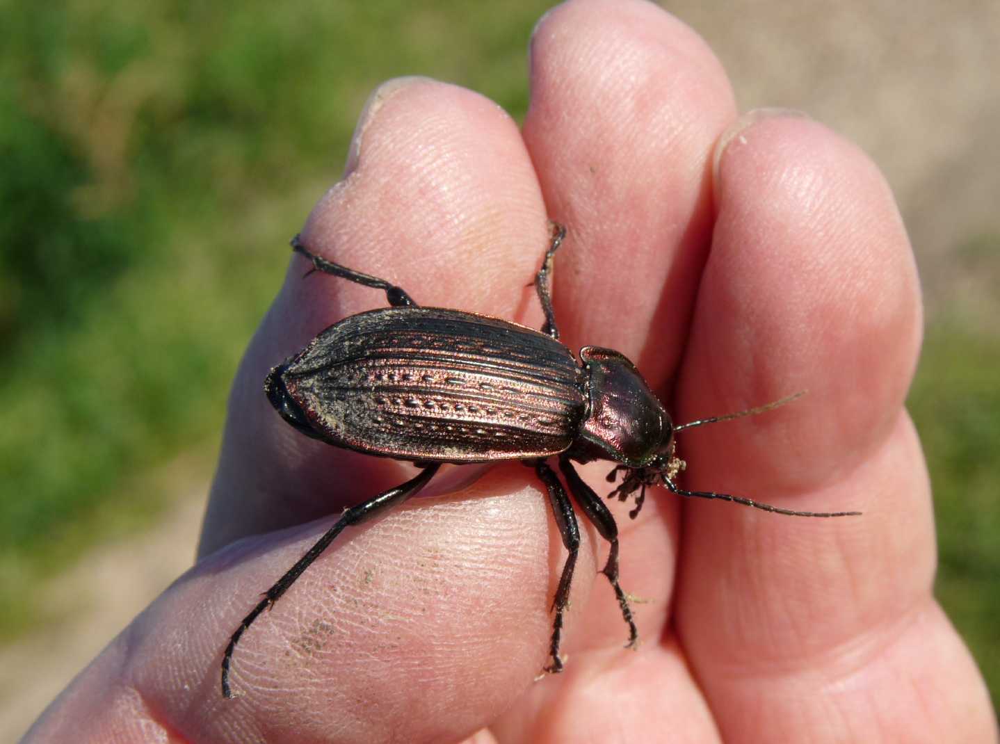 Carabus morbillosus constantinus